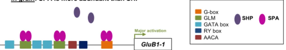 Figure 7. Illustration of the passive repression mechanism of SPA Heterodimerizing Protein (SHP) on the GluB1-1 gene promoter.