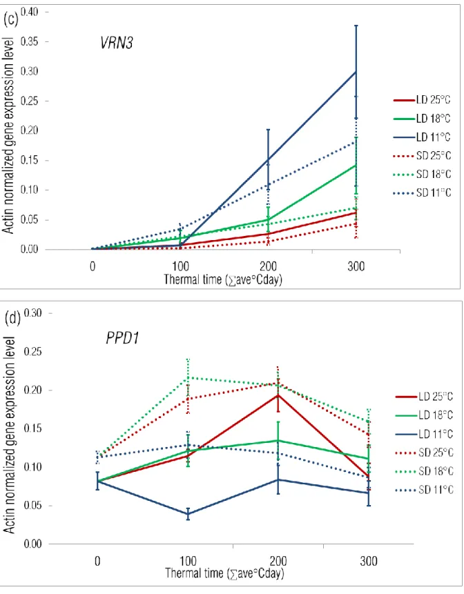Figure  4  Dynamics  of  expression  levels  of  VRN1  (a),  VRN2  (b),  VRN3  (c)  and  PPD1  (d)  genes  in  association  with  the  thermal  times  averaged  over  11  wheat  cultivars  across  the  factorial  combinations  of  2  photoperiods  and  3  