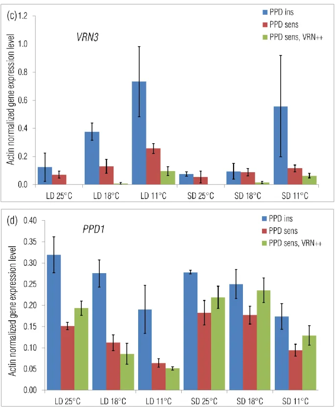 Figure 5 Mean values of the three phenotypic groups of 11 wheat cultivars at the respective  maximum  activities of  VRN1 (a), VRN2 (b),  VRN3  (c), and  PPD1  (d)  genes  (Error bars  are 