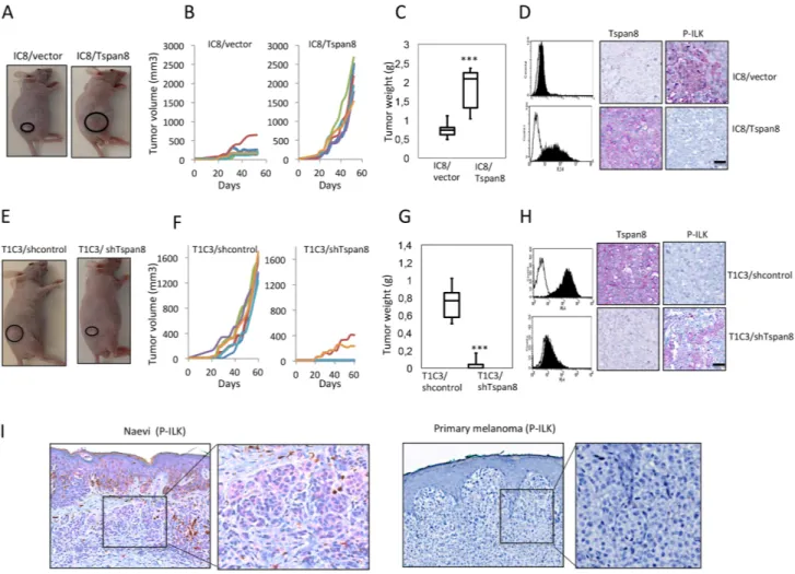 Figure 7: Tspan8 modulates melanoma growth in vivo  and  its  expression  correlates  with  downregulation  of  ILK  phosphorylation