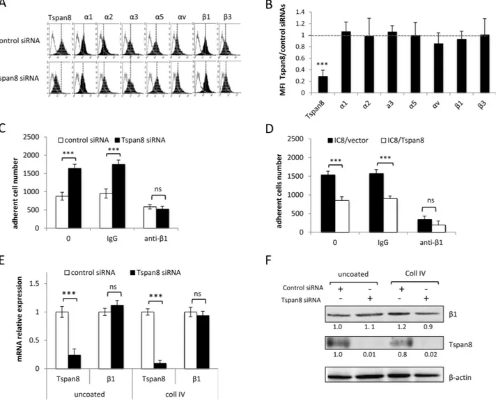 Figure 2: Tspan8-reduced β1 integrin-mediated adhesion was independent of β1 transcript and protein expression  level