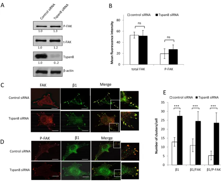 Figure 4: Tspan8 regulates β1 integrin clustering but does not affect phosphorylation state of FAK