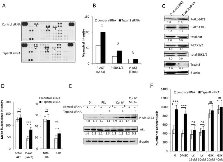 Figure  5: Tspan8  down-regulates  β1  integrin-mediated  cell  adhesion  through  PI3K/Akt  signaling