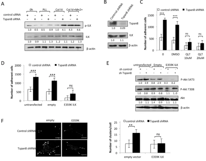 Figure 6: Tspan8 silencing reduces ILK activity with a concomitant decrease in β1 integrin-dependent adhesion and  clustering