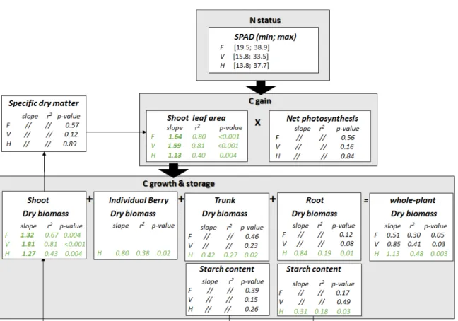 FIGURE 5. General framework of the quantitative impacts of SPAD variation on plant functions related to carbon acquisition, growth and storage at flowering, veraison and harvest.