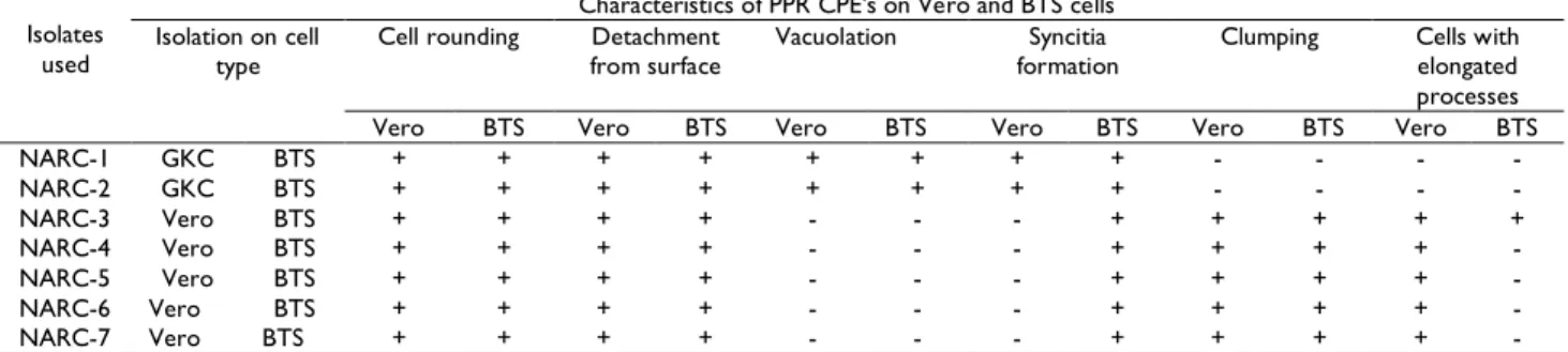 Table 3: Appearance of visible CPE’s by different isolates onto Vero and BTS cells  Isolates 