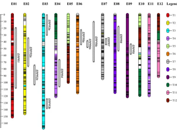 Figure 1. Genetic map of EG203 × MM738 doubled haploid population anchored on eggplant and  tomato chromosomes