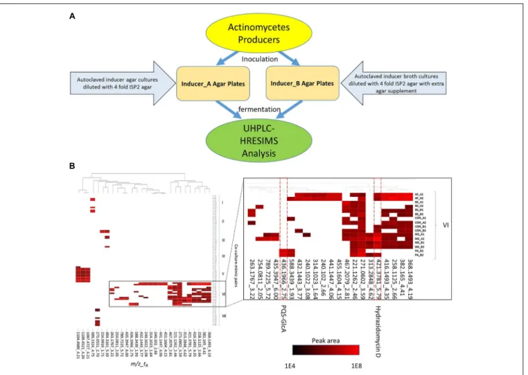 FIGURE 1 | Inducer-producer culture strategy and metabolomic analysis. (A) Inducer-producer culture strategy overview