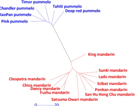 Fig 2. NJ tree analysis of the representatives of pummelos and mandarins.
