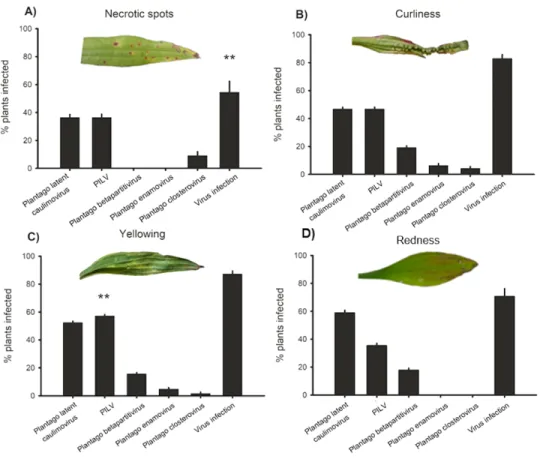 Figure 4 Virus prevalence in symptomatic plants. Positive detections of Plantago latent caulimovirus, Plantago lanceolata latent virus (PlLV), Plantago betapartitivirus, Plantago enamovirus, Plantago  clos-terovirus, and infection by any of the viruses alo
