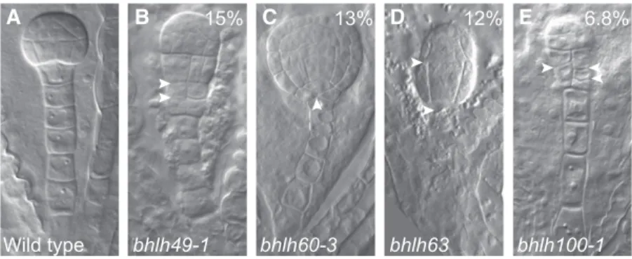 Figure 6. bHLH Genes Help Establish the Suspensor-Embryo Junction.