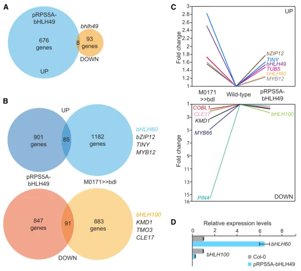 Figure 9. bHLH49 Mediates Auxin-Dependent Regulation of Gene Expression in Suspensors.