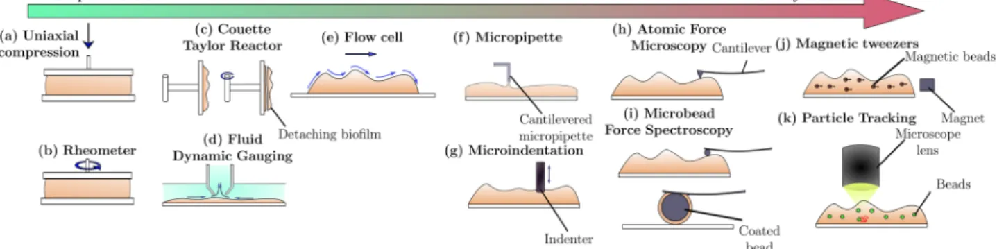 Fig. 2 Illustrations of the most popular mechanical tests on bio ﬁ lms available in the literature