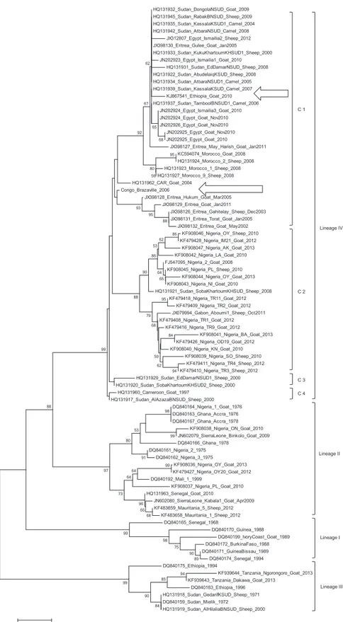 Fig. 2. Neighbour-joining tree based on the partial PPRV N gene sequences showing the relationships between the African PPRV isolates