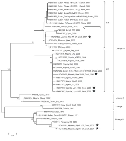 Fig. 3. Neighbour-joining tree based on the partial PPRV F gene sequences showing the relationships between the African PPRV isolates