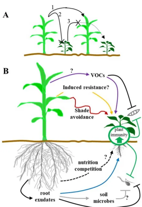 Figure 1. Field and plant-centered mechanisms underlying microbial disease suppression in intercropping  systems