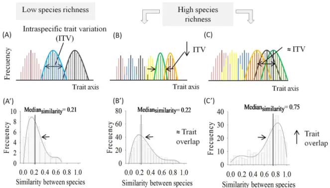 Fig 1. A schematic of possible changes in the extent of ITV and the degree of trait overlap (measured as the similarity between species; [32]) when species richness increases assuming a flat fitness landscape