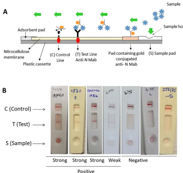 Fig 3. RVF LFT strip test for the detection of RVF infection using the two selected Mabs