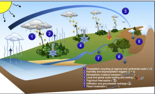Fig. 1. Effects of forests on water and climate at local, regional and continental scales through change in water and energy cycles