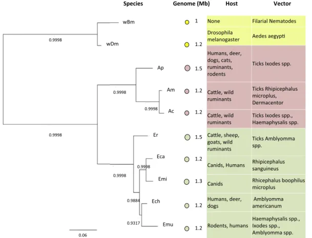 Fig. 1. Maximum likelihood reconstruction of the phylogeny of the most frequently studied strains of Anaplasmataceae based on their 16S rRNA sequences