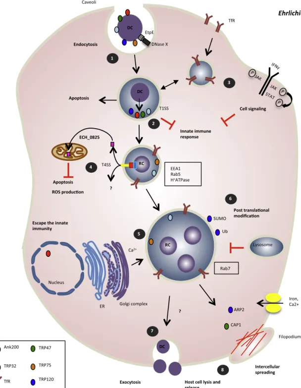 Fig. 3. Ehrlichia develops highly adaptative strategies inside host cell. (1) The DC enter and attach to mammalian cells by using EtpE that binds to GPI-anchored protein DNase X