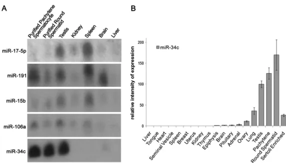 FIGURE 2. miR-34c is expressed preferentially in germ cells. (A) miR-34c expression in adult mouse c-Kit 6 testis