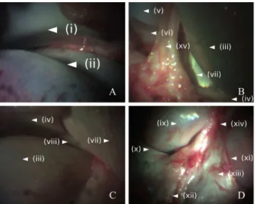 FIGURE 5. Wide-field GRIN-probe-arthroscopy of the internal anatomy of a porcine knee joint