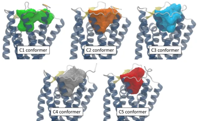 Figure 7. Shape and position of the binding pockets obtained for the 5 MD conformers retained for the ensemble docking with the 3V web server [34].