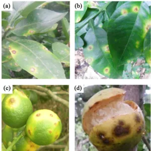 Figure 1. Leaf spots ((a), (b)) and fruit spots ((c), (d) caused by  Pseudocercospora ango- ango-lensis  on citrus
