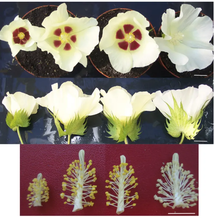 Figure 3 Flower characteristics: Left to right: G. herbaceum, hybrid H1, hybrid H3, and G