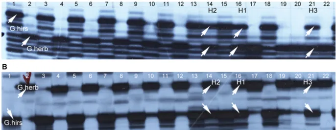 Figure 4 Molecular proﬁles of parents G. hirsutum, G. herbaceum, and 20 progenies showing the hybrid proﬁle of H1, H2, and H3