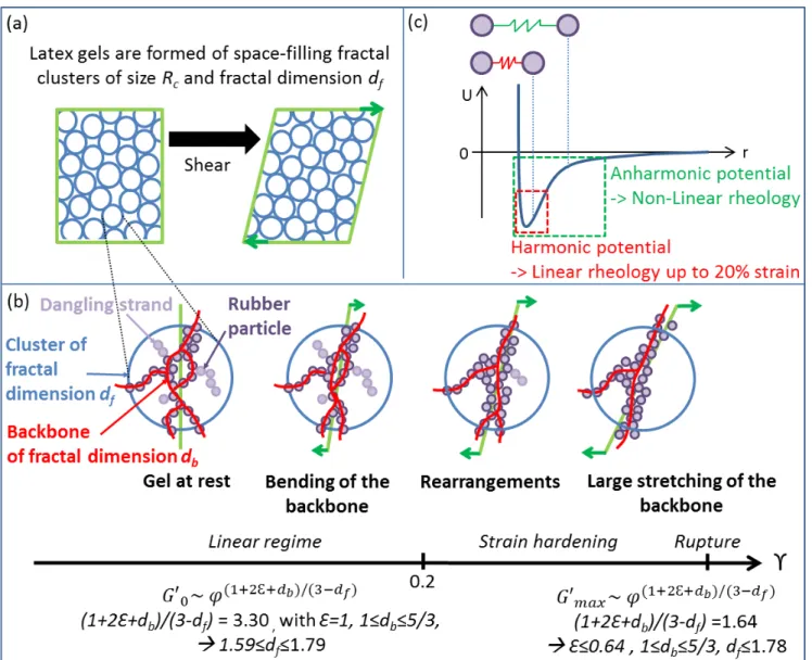 FIG. 7. Structural changes in NRL gels during hardening as suggested from their rheological characterization