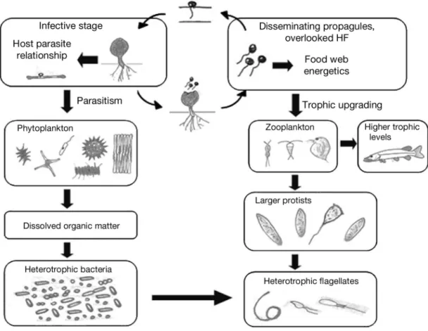 Fig. 2. Two stages of fungal parasites of phytoplankton differently affect the structure of an idealized aquatic food web