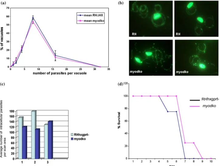 Fig. 3. (a) The absence of TgMyoD does not alter intracellular replication of the parasites