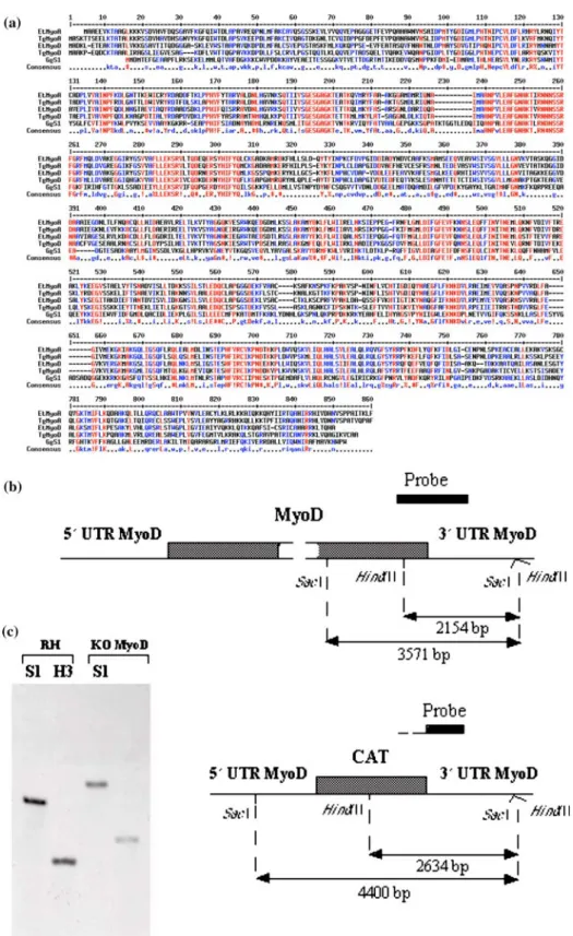Fig. 1. (a) Amino acids sequence alignment of the TgMyoA (AF006626), TgMyoD (AF105118) EtMyoA Contig3535, EtMyoD Contig6876, myosin S-1 heavy chain, cardiac muscle - chicken (fragment JX0317)