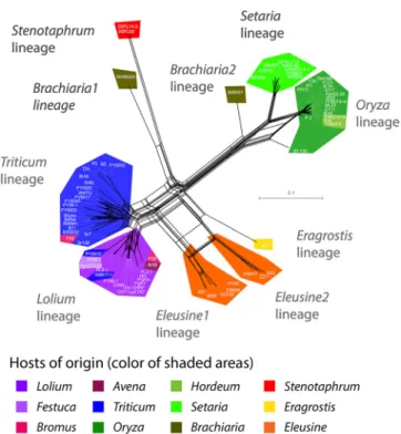 FIG 6 Neighbor-Net network built with SplitsTree. The ﬁgure shows relationships between haplotypes identiﬁed based on the full set of 25,078 SNPs identiﬁed in 2,682 single-copy orthologs, excluding sites with missing data, gaps, and singletons.