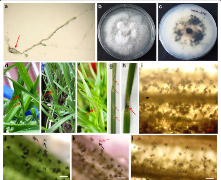 Fig. 3 Reinoculation of seedlings with fungal strains isolated from infected wheat seeds