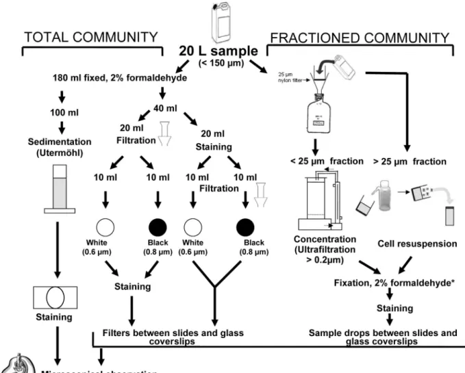 FIG. 1. Sample partitioning and different concentration procedures tested for CFW staining and epifluorescence microscopy observation of phytoplankton parasitic chytrids