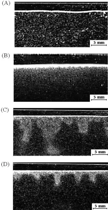 Fig. 3.  Different states of bioconvection pattern. (A) Uniform initial  state. (B) Diffusion state