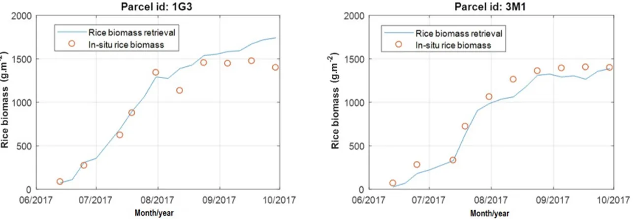 Figure 9. Rice biomass retrieval and in-situ measurements at two reference plots 1G3 and 3M1.