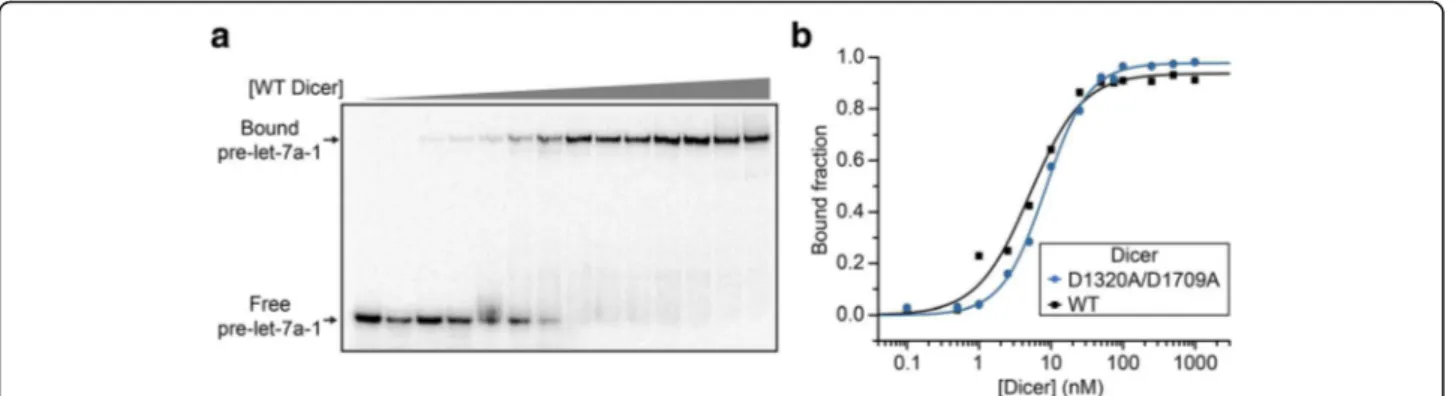 Fig. 4 Binding studies of Dicer to pre-let-7a-1. (a) Typical EMSA performed with 10 pM of 5 ′ -[ 32 P]-labeled pre-let-7a-1 and increasing concentrations of the D1320A/D1709A Dicer variant (0, 0.1, 0.5, 1, 2.5, 5, 10, 25, 50, 75, 100, 250, 500 and 1000 nM)