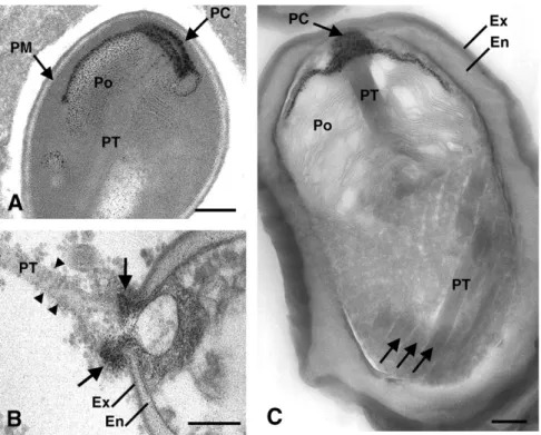 Fig. 1. EM localization of glycoconjugates with PATAg reaction in microsporidian spores