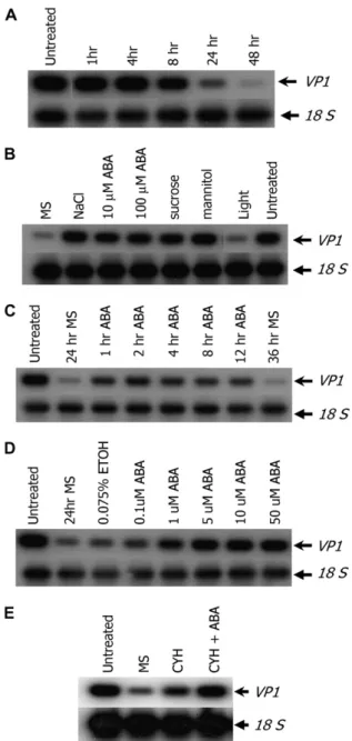 Figure 1. Vp1 transcript accumulation is induced by ABA, salt, and osmoticum in cultured zygotic embryos