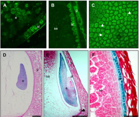 Figure 2. Regulation of reporter genes by the Vp1 promoter in transgenic maize. A to C, Vp1TGFP expression in 10-DAP kernels analyzed by  con-focal laser-scanning microscopy
