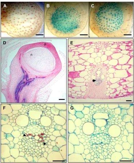 Figure 3. Stress-induced Vp1TGUS transgene and endogenous gene expression in maize  vege-tative tissues