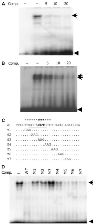 Figure 4. Putative ABRE specifically interacts with embryo and aleu- aleu-rone nuclear proteins
