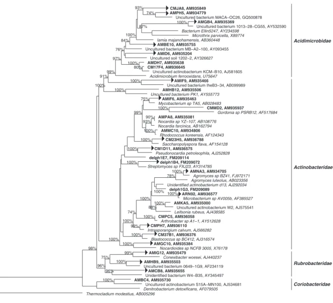 Fig. 3. Distance phylogram of Actinobacteria OTU sequences based on aligned near-full-length SSU rRNA genes and rRNA sequences from hydrocarbon-polluted soil libraries (names in bold) as well as representative sequences from the ARB library