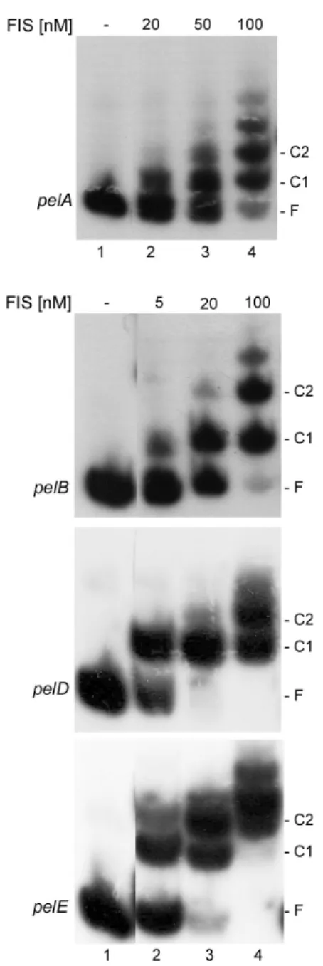 Fig. 4. Band-shift assay for Fis–DNA binding. Lane 1, no protein;