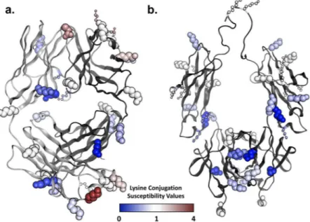 Figure 5.  Mapping of lysine and protein N-terminus susceptibilities on the 3D structure