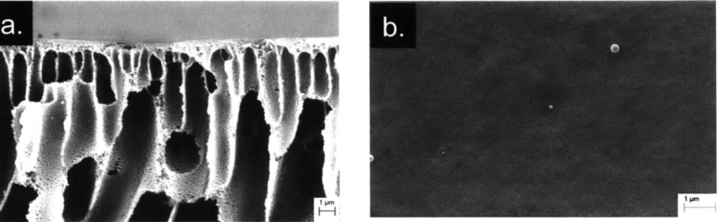 Figure  1-4  Cross-section  (a)  and  the  top  view  (b)  of  a  thin  film  composite  reverse  osmosis membranes  [18]